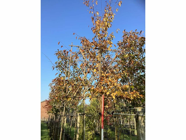 Haagbeuk - leiboom (3x) - afbeelding 3 van  3