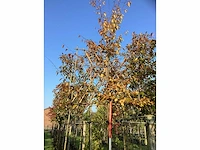Haagbeuk - leiboom (3x) - afbeelding 3 van  3