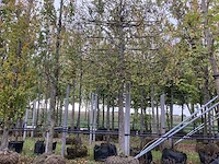 Haagbeuk - leiboom - afbeelding 1 van  4
