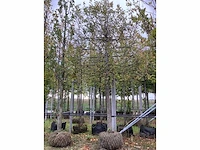 Haagbeuk - leiboom - afbeelding 2 van  4