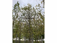 Haagbeuk - leiboom - afbeelding 3 van  4