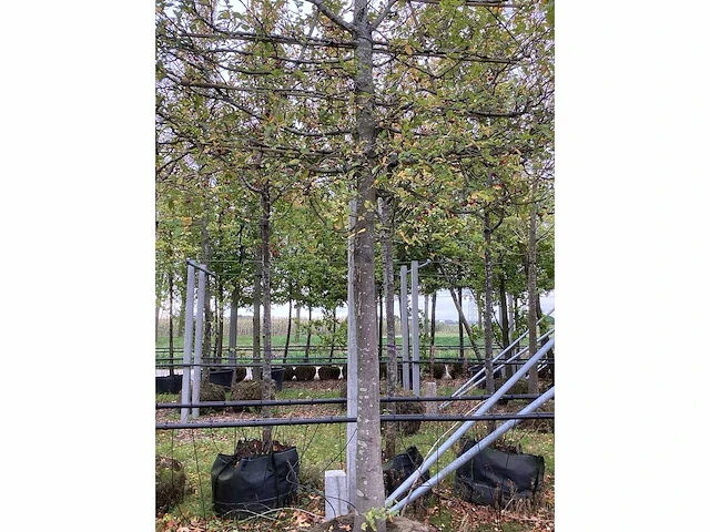 Haagbeuk - leiboom - afbeelding 4 van  4