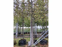 Haagbeuk - leiboom - afbeelding 4 van  4