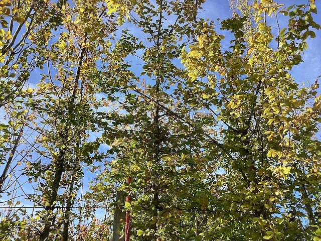 Haagbeuk - parkbomen (3x) - afbeelding 1 van  4