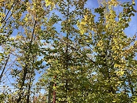 Haagbeuk - parkbomen (3x) - afbeelding 1 van  4