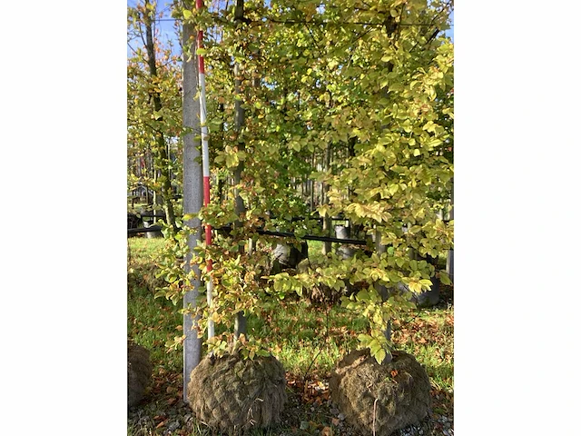 Haagbeuk - parkbomen (3x) - afbeelding 2 van  4