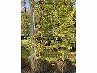 Haagbeuk - parkbomen (3x) - afbeelding 2 van  4