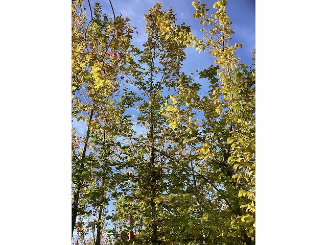 Haagbeuk - parkbomen (3x) - afbeelding 3 van  4
