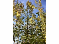 Haagbeuk - parkbomen (3x) - afbeelding 3 van  4