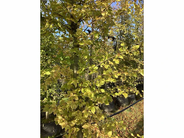 Haagbeuk - parkbomen (3x) - afbeelding 4 van  4