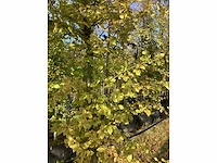 Haagbeuk - parkbomen (3x) - afbeelding 4 van  4