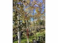 Haagbeuk - parkboom (2x) - afbeelding 2 van  3