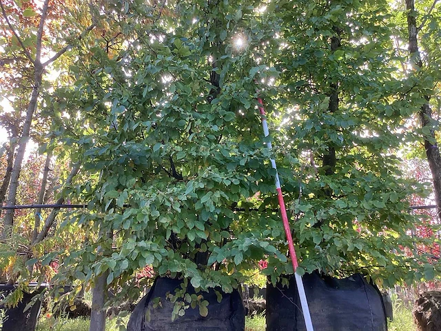 Haagbeuk - parkboom (2x) - afbeelding 1 van  4