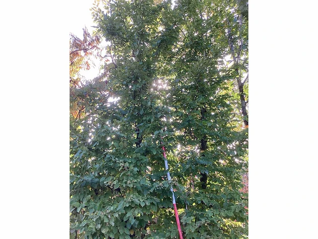 Haagbeuk - parkboom (2x) - afbeelding 2 van  4