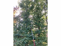 Haagbeuk - parkboom (2x) - afbeelding 2 van  4