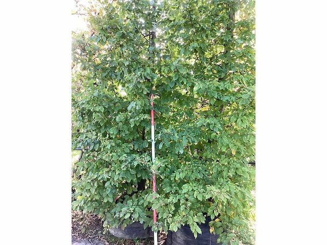 Haagbeuk - parkboom (2x) - afbeelding 4 van  4