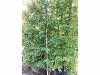 Haagbeuk - parkboom (2x) - afbeelding 4 van  4