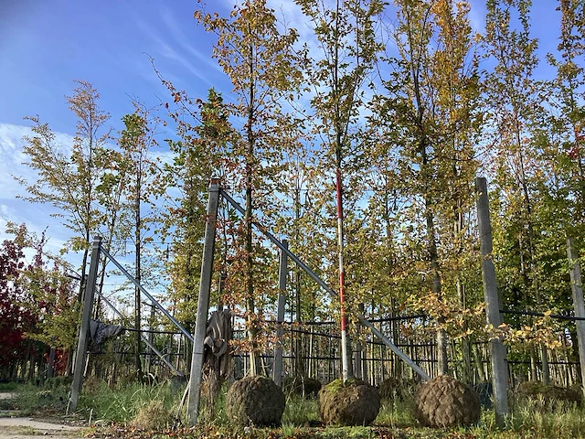 Haagbeuk - parkboom (3x) - afbeelding 1 van  3