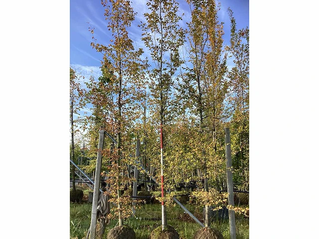 Haagbeuk - parkboom (3x) - afbeelding 2 van  3