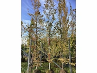 Haagbeuk - parkboom (3x) - afbeelding 2 van  3