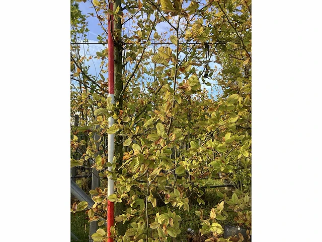 Haagbeuk - parkboom (3x) - afbeelding 3 van  3