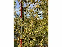 Haagbeuk - parkboom (3x) - afbeelding 3 van  3