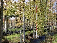 Haagbeuk - parkboom (3x) - afbeelding 1 van  4