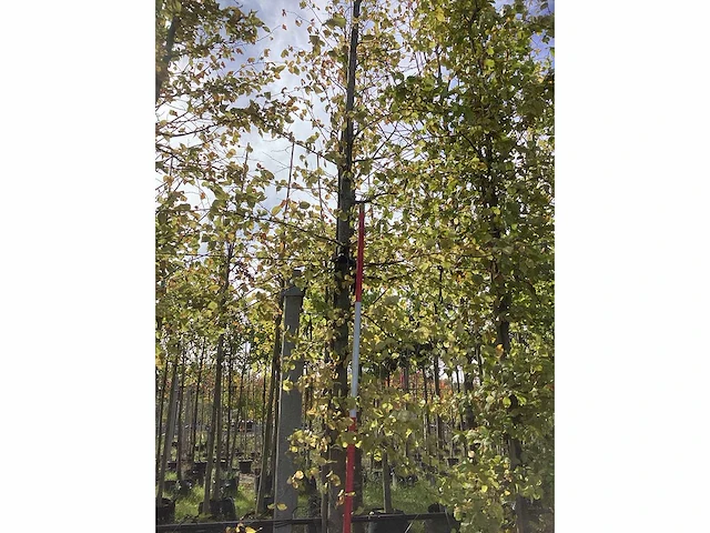 Haagbeuk - parkboom (3x) - afbeelding 2 van  4