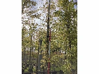 Haagbeuk - parkboom (3x) - afbeelding 2 van  4