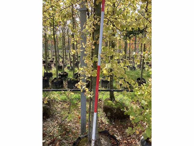 Haagbeuk - parkboom (3x) - afbeelding 4 van  4
