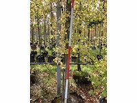 Haagbeuk - parkboom (3x) - afbeelding 4 van  4