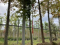 Haagbeuk - parkboom - afbeelding 1 van  3