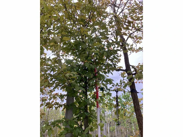 Haagbeuk - parkboom - afbeelding 2 van  3