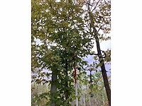 Haagbeuk - parkboom - afbeelding 2 van  3