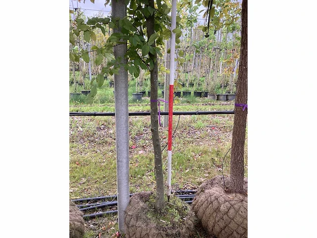 Haagbeuk - parkboom - afbeelding 3 van  3