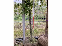 Haagbeuk - parkboom - afbeelding 3 van  3