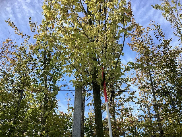Haagbeuk - parkboom - afbeelding 1 van  4