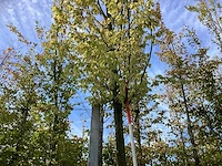 Haagbeuk - parkboom - afbeelding 1 van  4