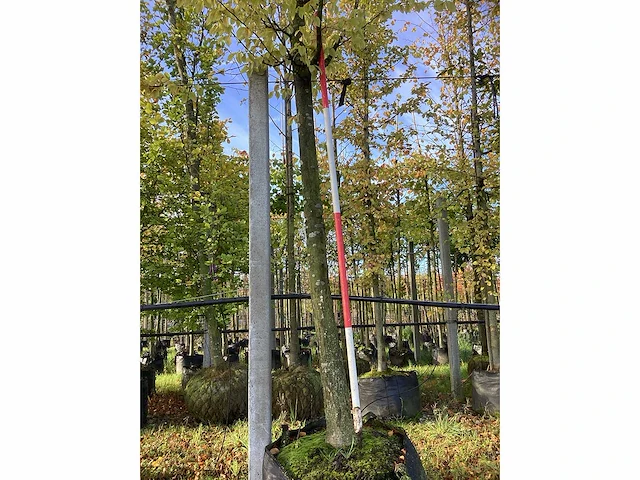 Haagbeuk - parkboom - afbeelding 2 van  4