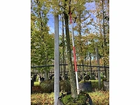 Haagbeuk - parkboom - afbeelding 2 van  4