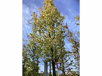 Haagbeuk - parkboom - afbeelding 3 van  4