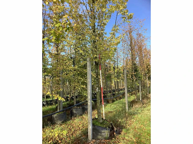 Haagbeuk - parkboom - afbeelding 4 van  4