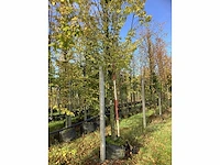 Haagbeuk - parkboom - afbeelding 4 van  4