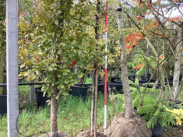 Haagbeuk - sierboom - afbeelding 1 van  3