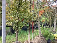 Haagbeuk - sierboom - afbeelding 1 van  3