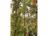 Haagbeuk - sierboom - afbeelding 2 van  3