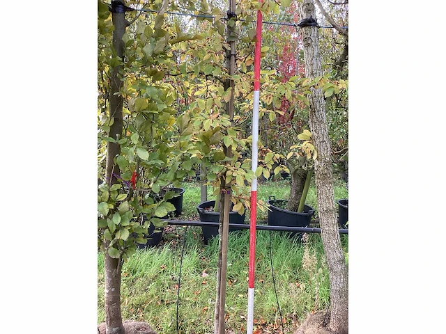 Haagbeuk - sierboom - afbeelding 3 van  3