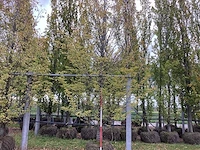 Haagbeuk - sierboom - afbeelding 1 van  3