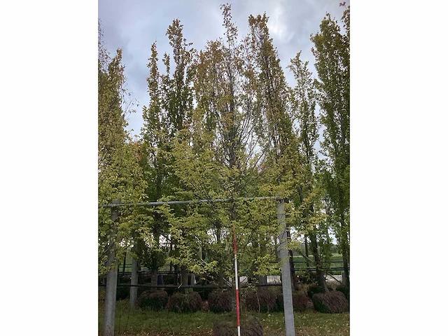 Haagbeuk - sierboom - afbeelding 2 van  3