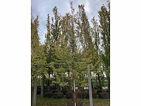 Haagbeuk - sierboom - afbeelding 2 van  3